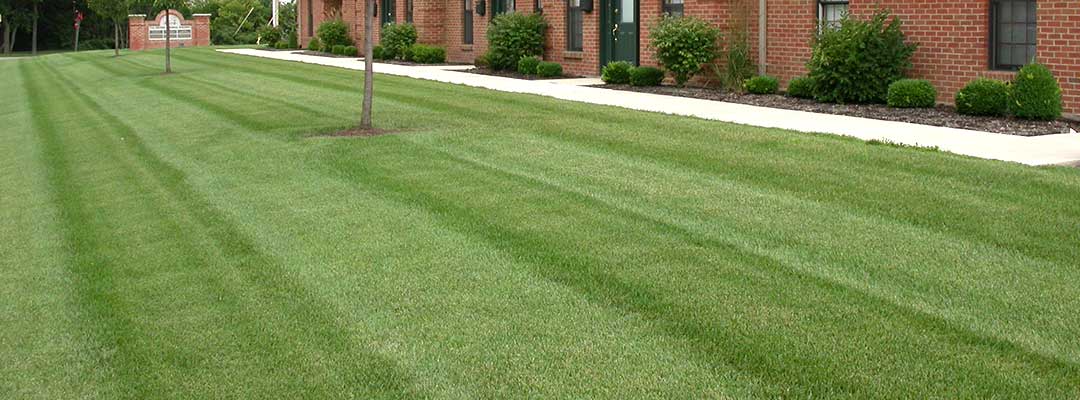 Guide to maintaining a healthy lawn - Greentech Lawn and ...